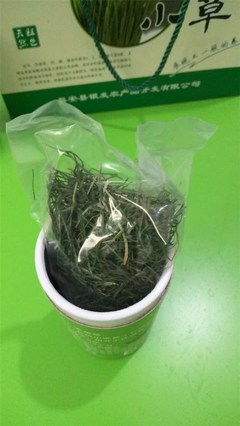 银发食品【厂家直销】(图)|养生麦苗茶好喝吗|养生麦苗茶