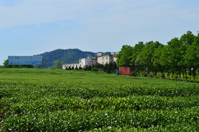 茶业园区