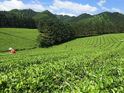 加盟潇湘茶业要多少钱?全国潇湘茶业需要75平米店铺和11.83万元资金!