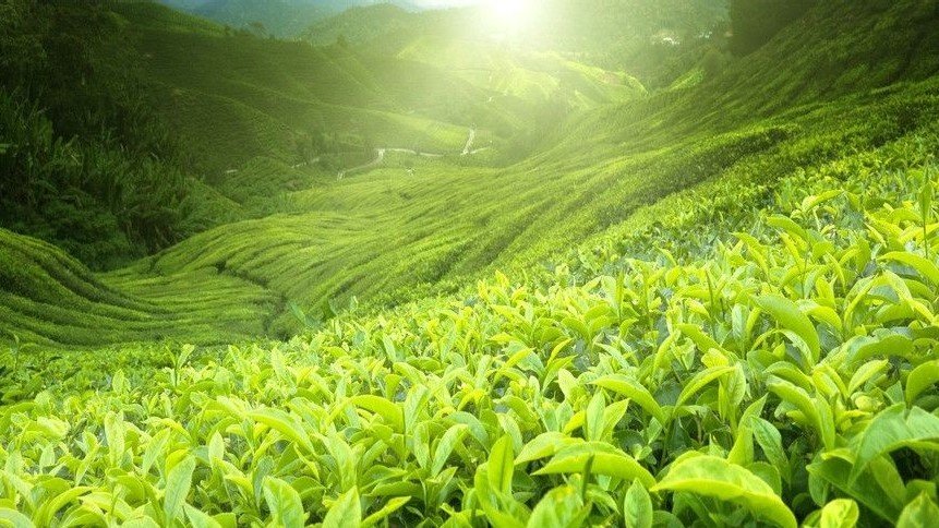 水木驿站茶业