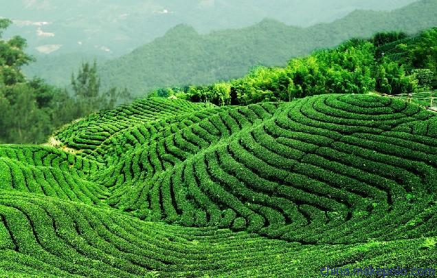 茶叶加盟店 麻姑茶业连锁 生态茶叶批发 投资茶行业