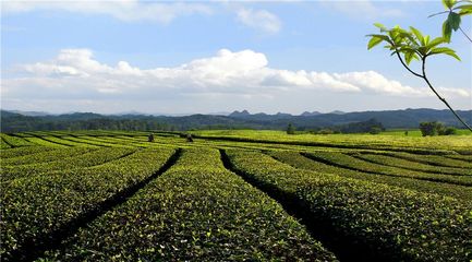 一片茶叶筑梦小康--湄潭县荣获2018中国茶业品牌影响力全国十强县(市)