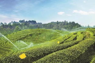 产业动态丨2016年茶叶产业发展特点与2017年趋势预测