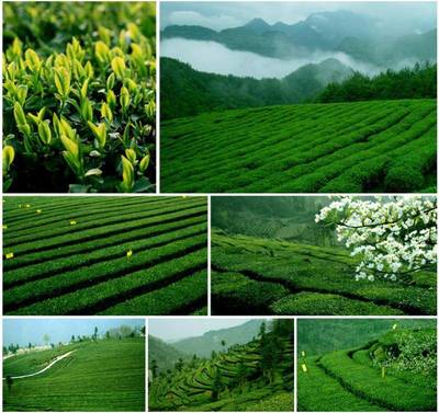 【湖北特产】2013年新茶采花毛尖清香典藏(袋泡)204g