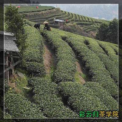 黄山市歙县昌溪联宜茶厂彩云归茶玫瑰花茶厂家福州中国一般茶叶价格表