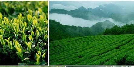 女娲茶业