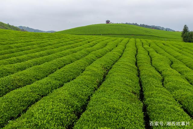 苗乡茶园:苗王城和五龙茶业