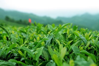 第六届贵州茶业经济年会召开