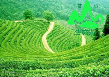 生态茶业迎来春天
