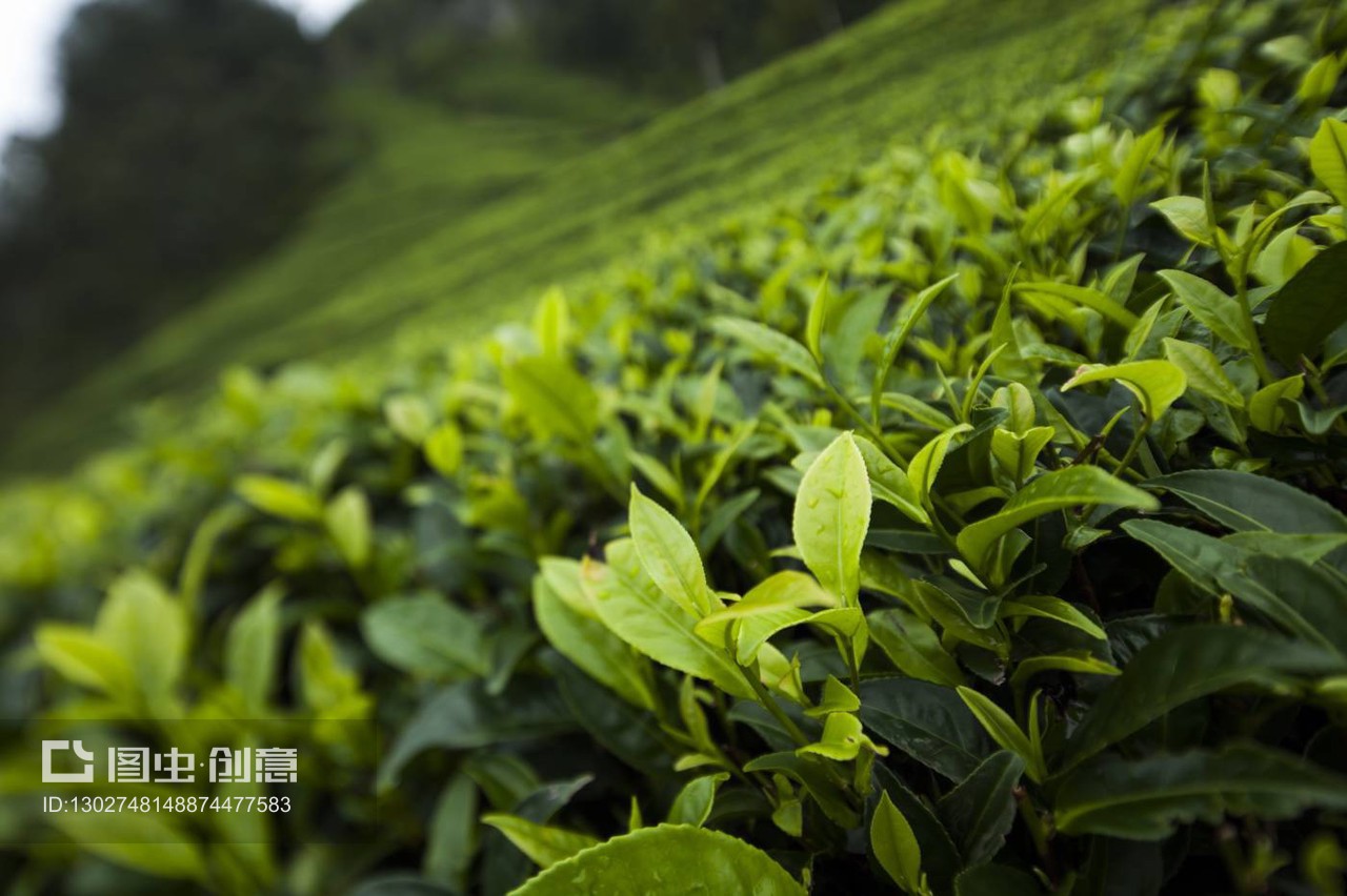 新鲜茶叶特写