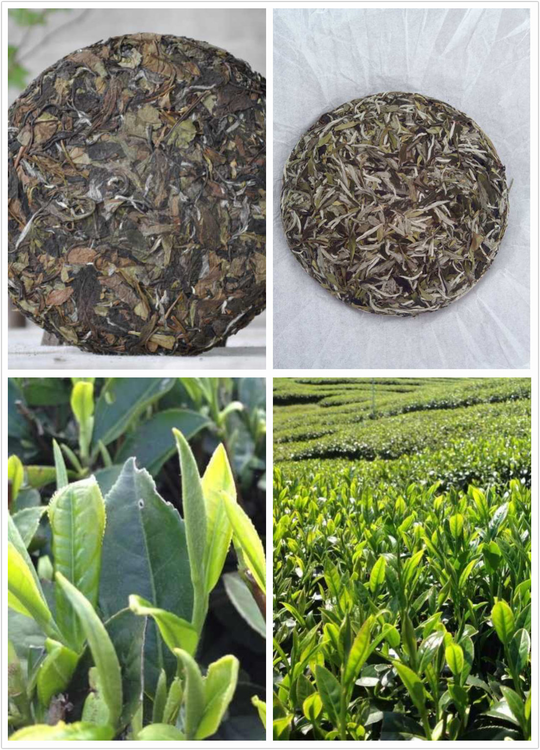 福鼎白茶品鉴会·一团春茶业·青年茶会·天津