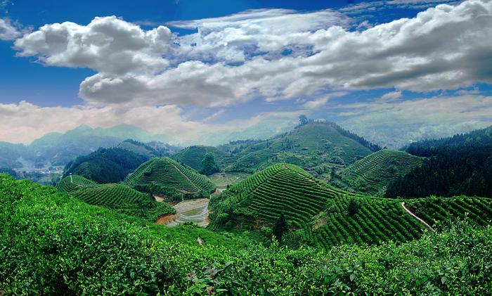 狗牯脑茶入选国家农产品地理标志登记保护名单