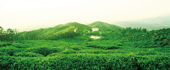 九华山茶业加盟