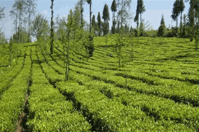 君汉生态茶业
