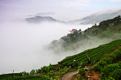 浙江龙额火山茶业 火山沃土孕育的茶香传奇