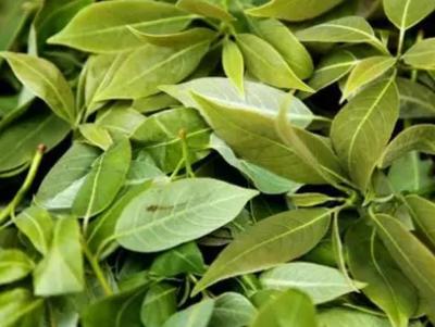 什邡红白茶 德阳特产，茶香四溢的产地农产品